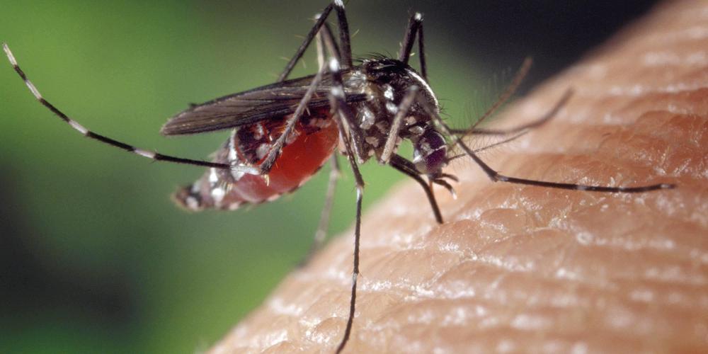 Imagem do mosquito