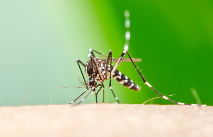 Imagem do mosquito